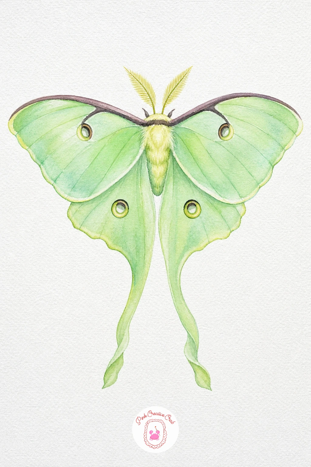 Pale Green Luna Moth — Wash the whole wing shape, including the long tails, in a pale mint green and keep the layer thin and even since luna moths are known