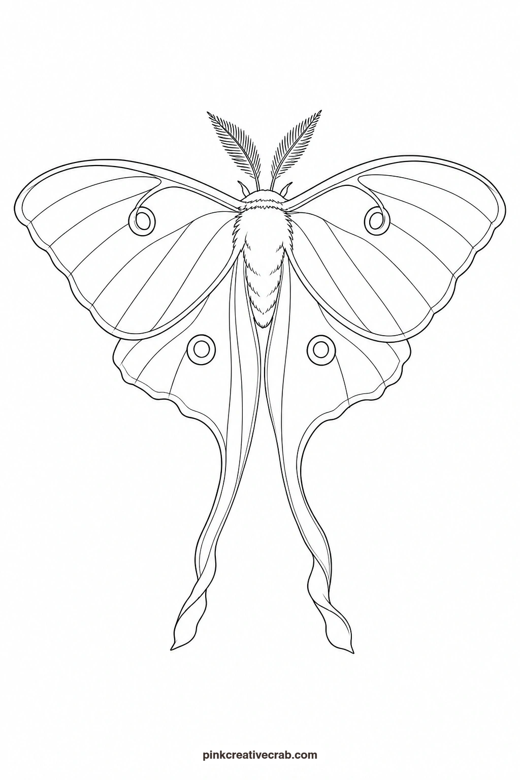 Pale Green Luna Moth Outline printable page. Butterfly template