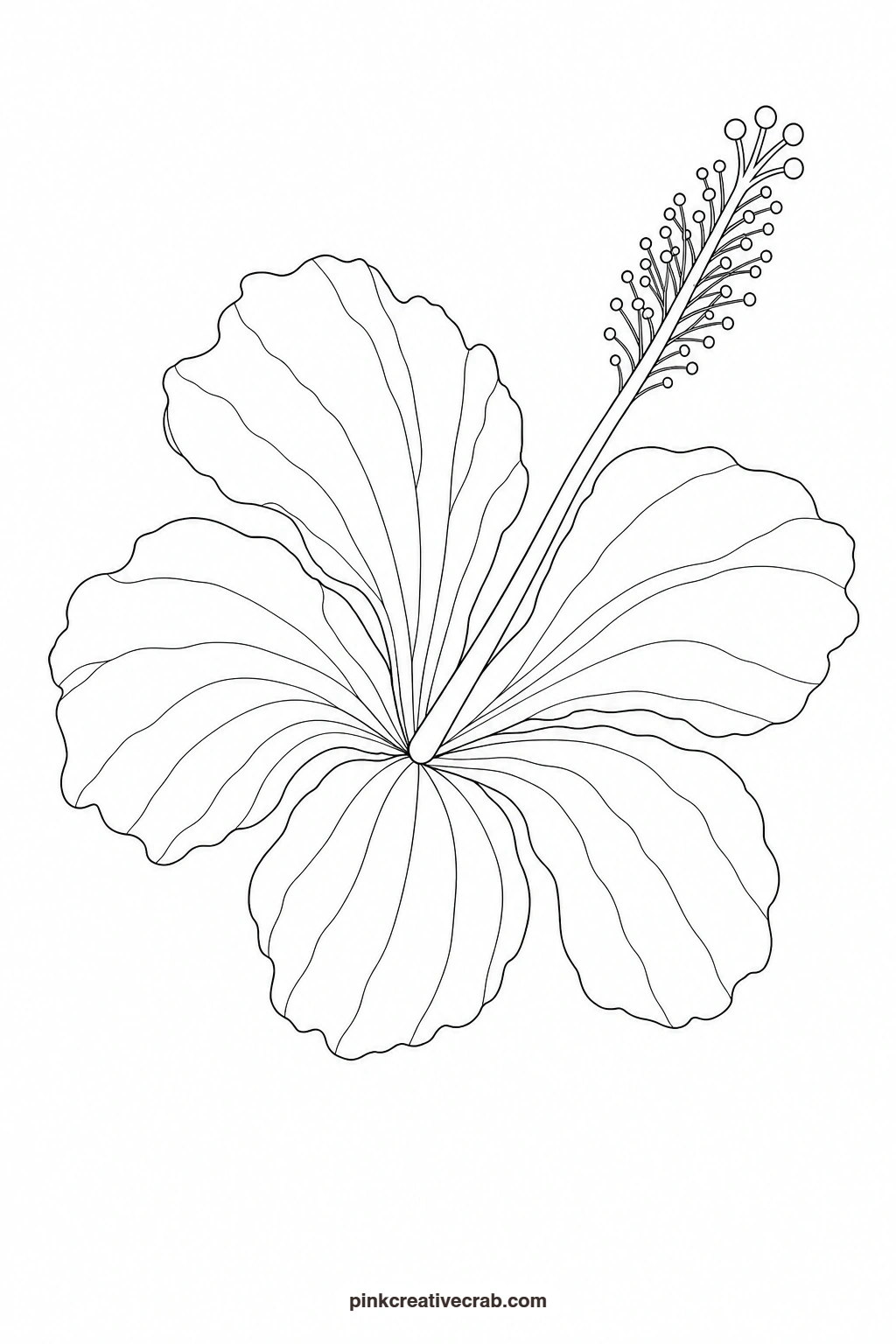 Coral Hibiscus With Long Stamen Outline printable page. Flower template