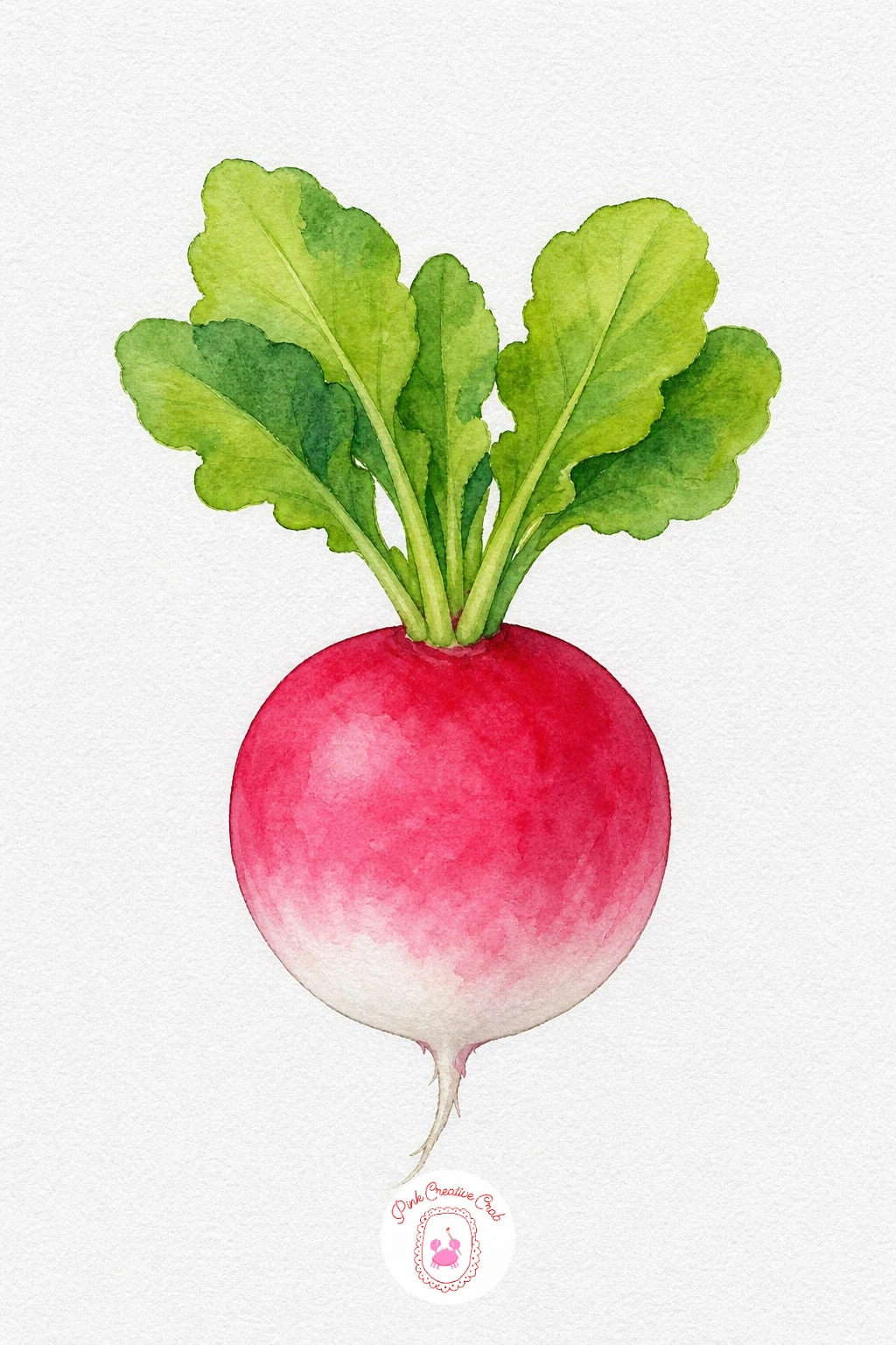 Radish — Paint the top half of the radish in a wet wash of permanent rose, then rinse your brush and pull clean water down into the lower half so the color