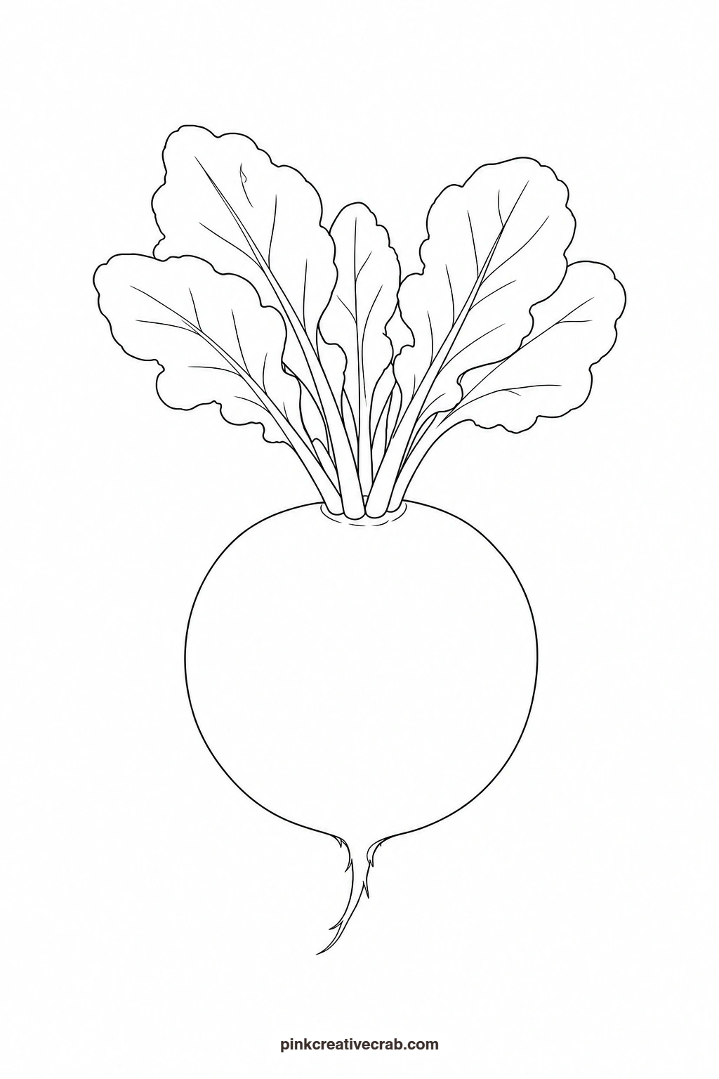 Radish Outline printable page. Watercolor vegetables