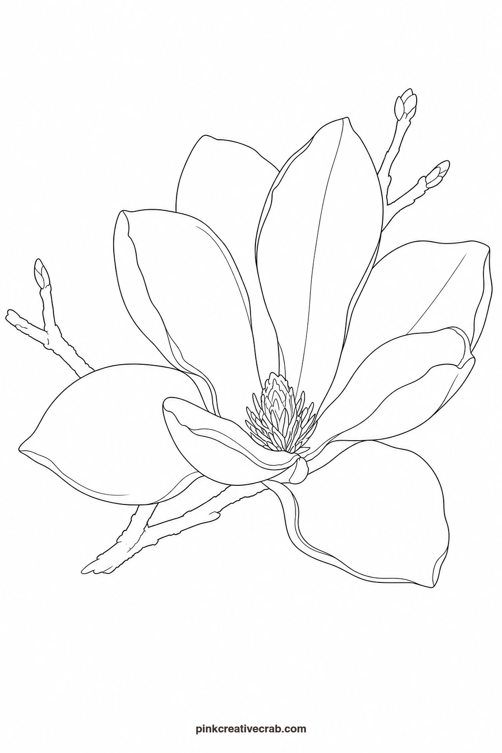 Magnolia Outline printable page. Floral watercolor