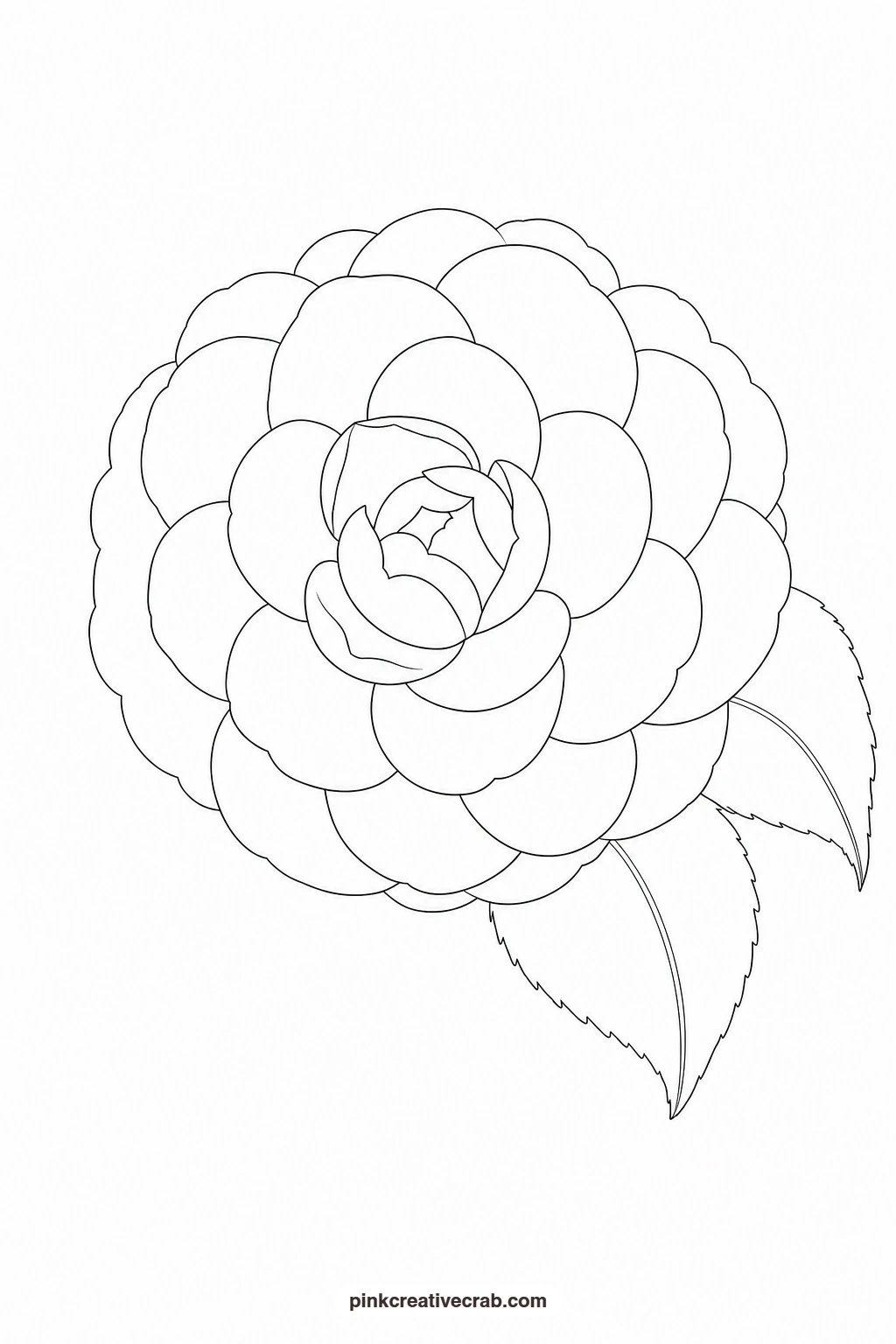 Camellia Outline printable page. Floral watercolor