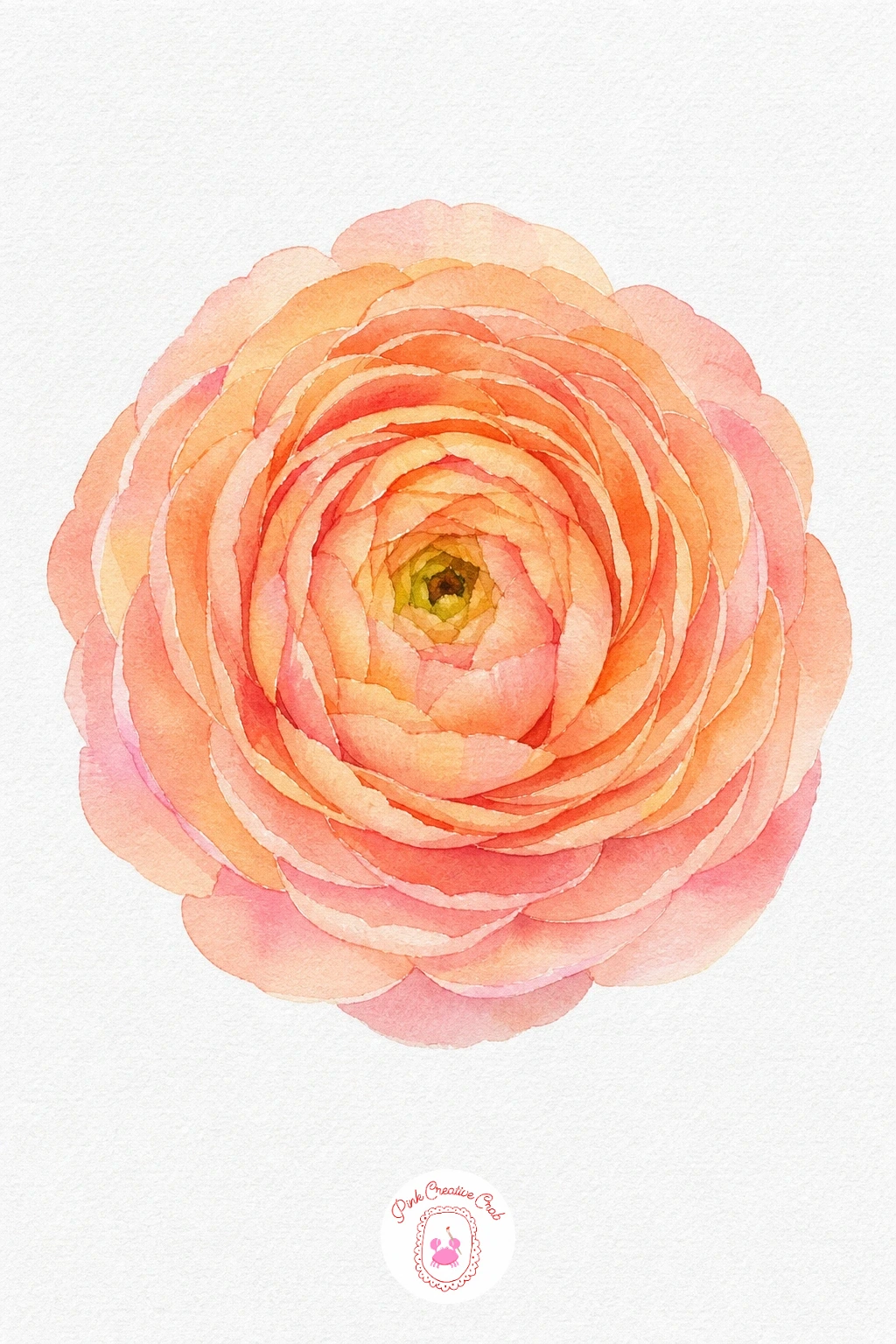 Ranunculus — Because the petals spiral in tight layers, paint from the center out so each new wash can tuck under the edge of the one before it. Floral