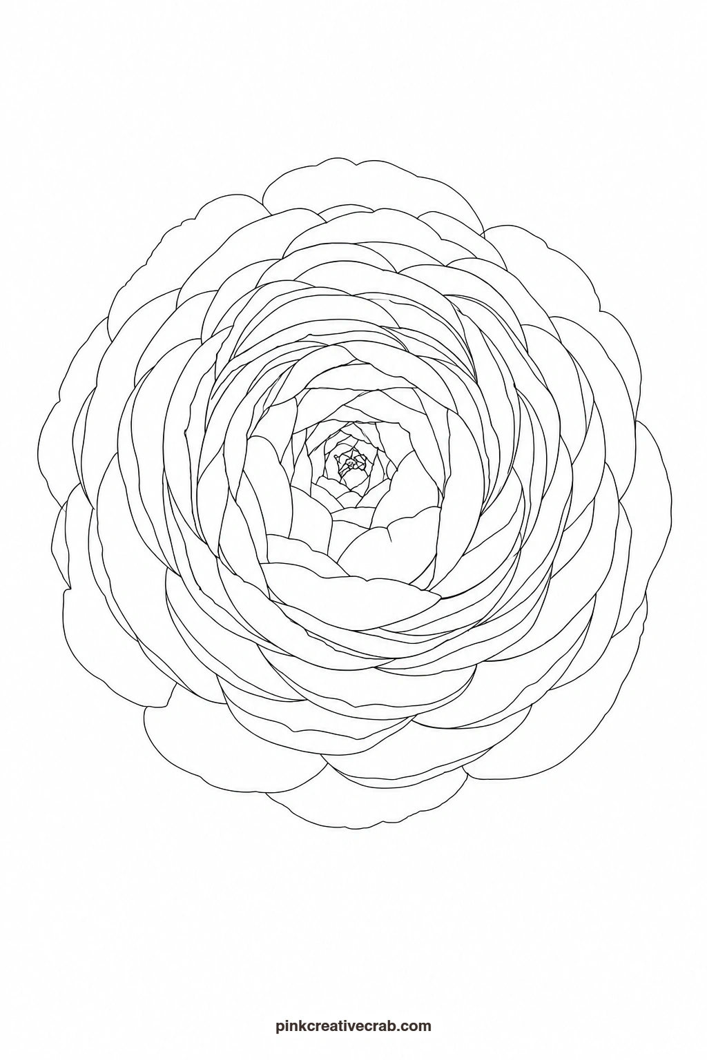 Ranunculus Outline printable page. Floral watercolor