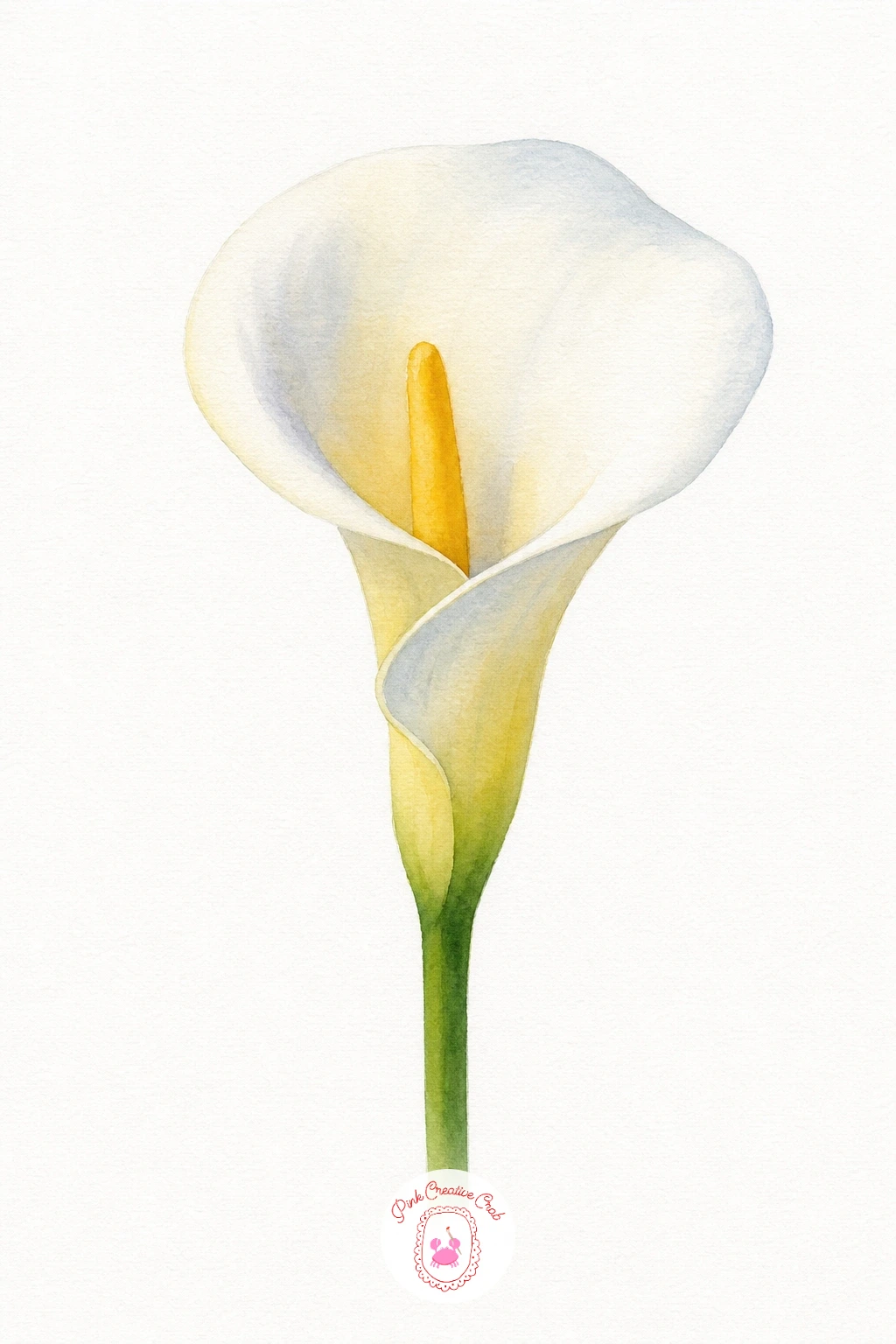 Calla Lily — Keep the petal mostly bare white paper and paint only the shadowed inner curl in a thin grey violet wash, which is what gives the smooth wrapped