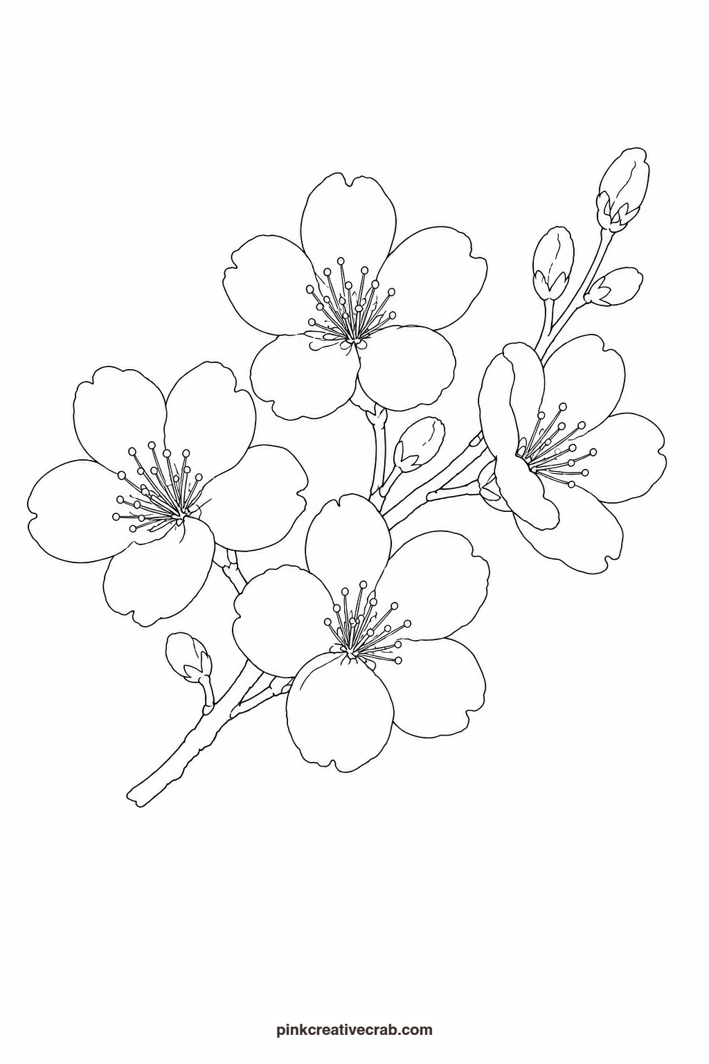 Cherry Blossom Sprig Outline printable page. Floral watercolor