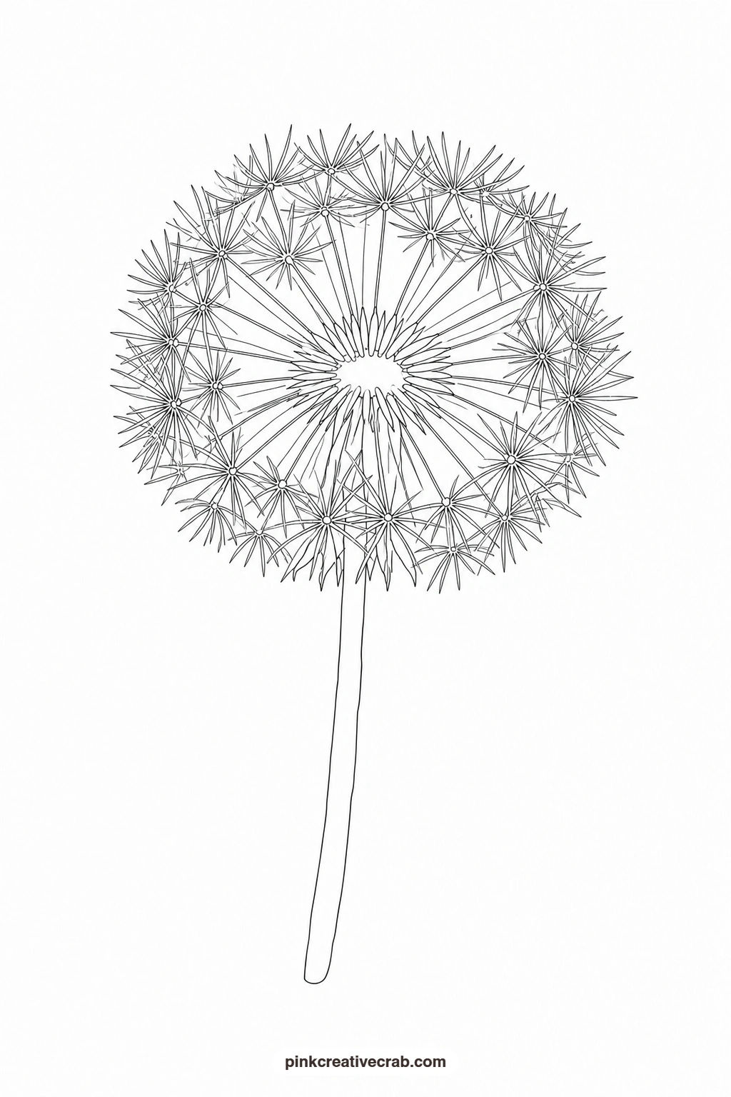 Dandelion Clock Outline printable page. Nature watercolor