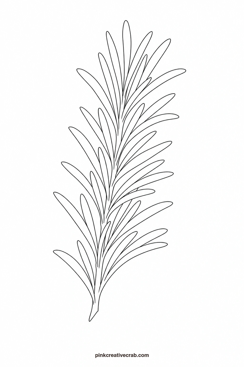 Sprig of Rosemary Outline printable page. Botanical watercolor
