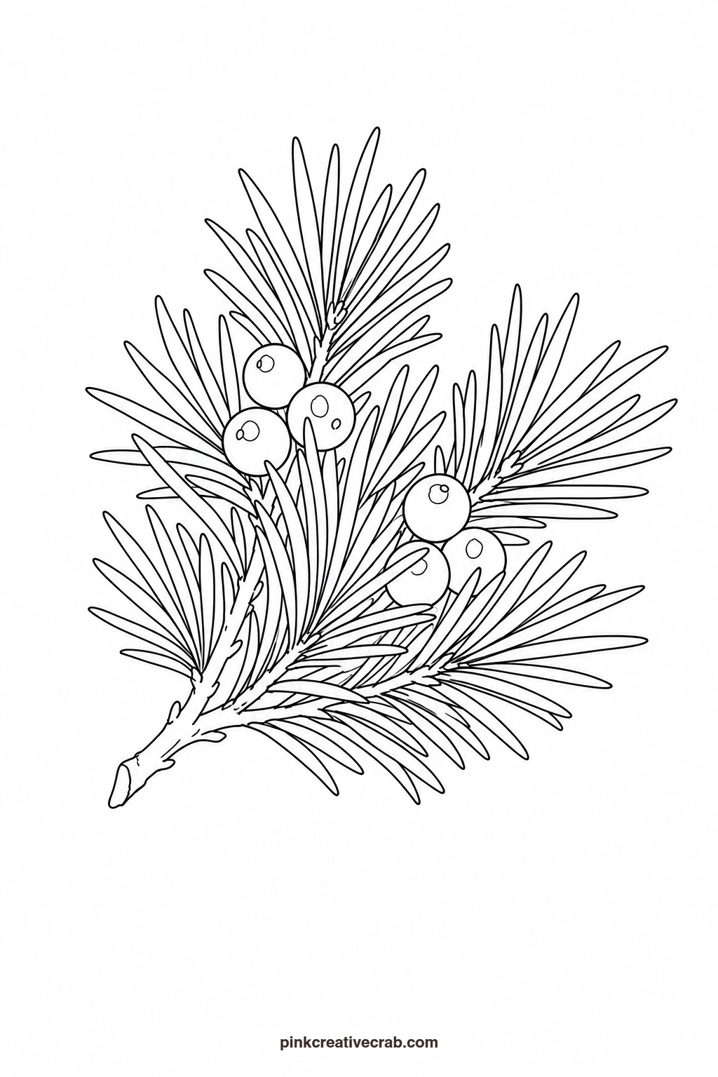 Pine Branch With Berries Outline printable page. Botanical watercolor