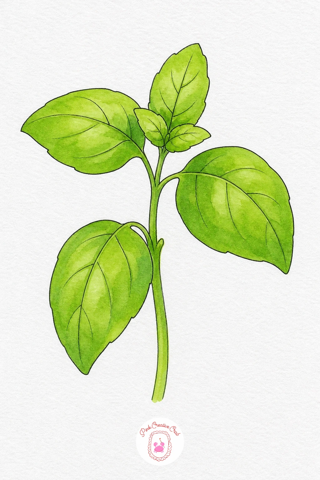 Basil Sprig — Wash each leaf in a fresh, slightly yellow-toned green, keeping the colour lighter near the centre vein and a touch deeper at the edges for