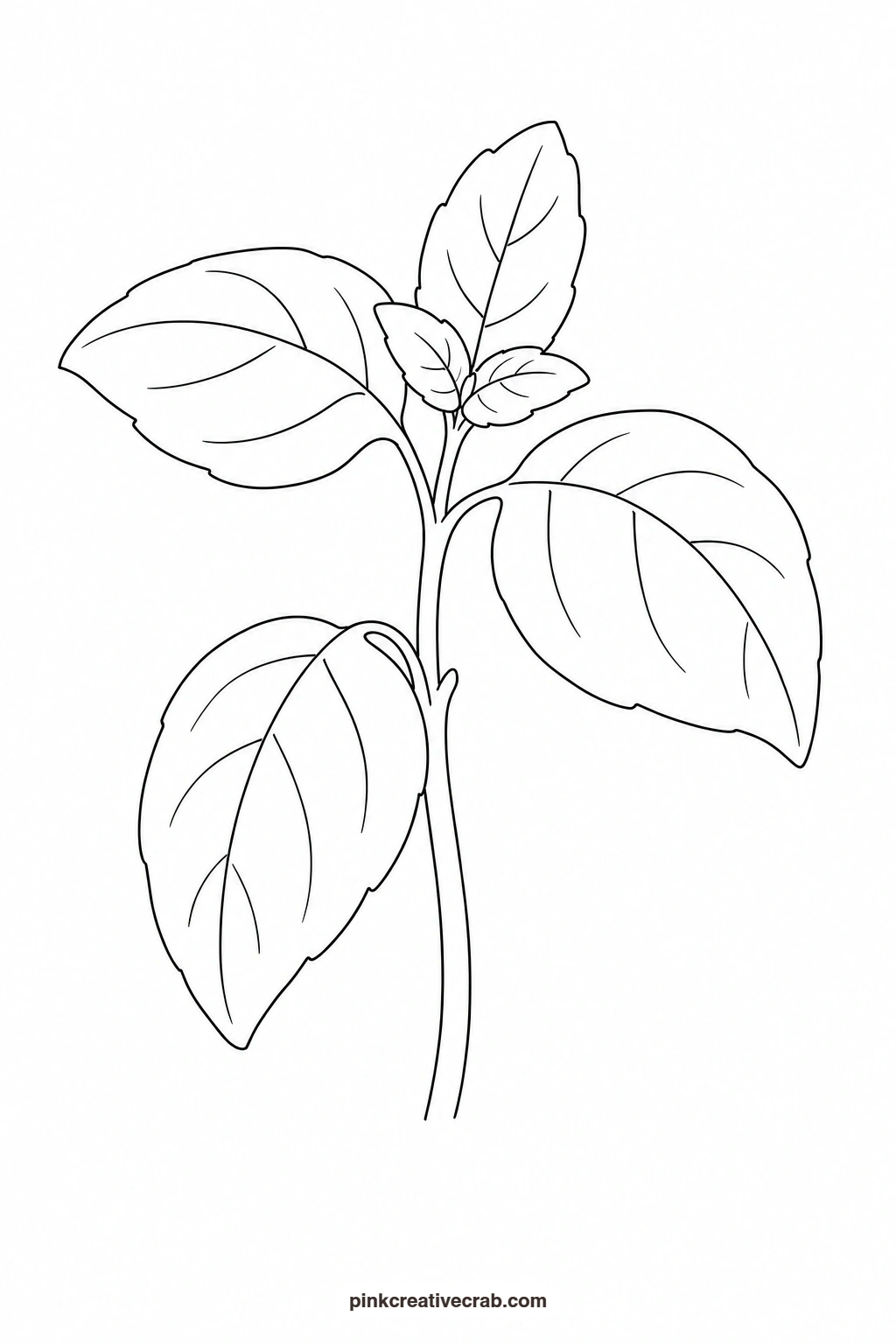 Basil Sprig Outline printable page. Botanical watercolor