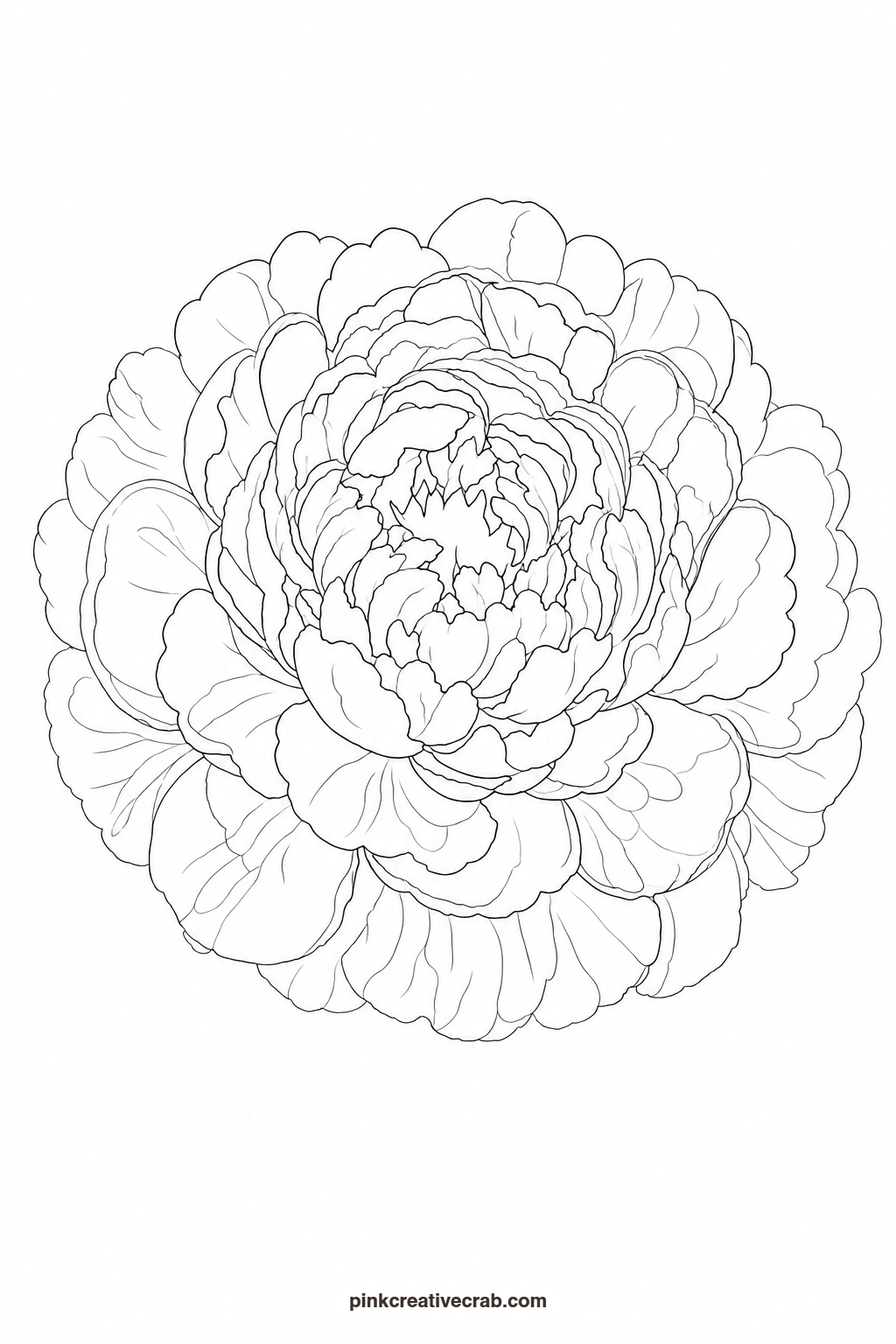 Pink Peony Outline printable page. Watercolor garden paintings