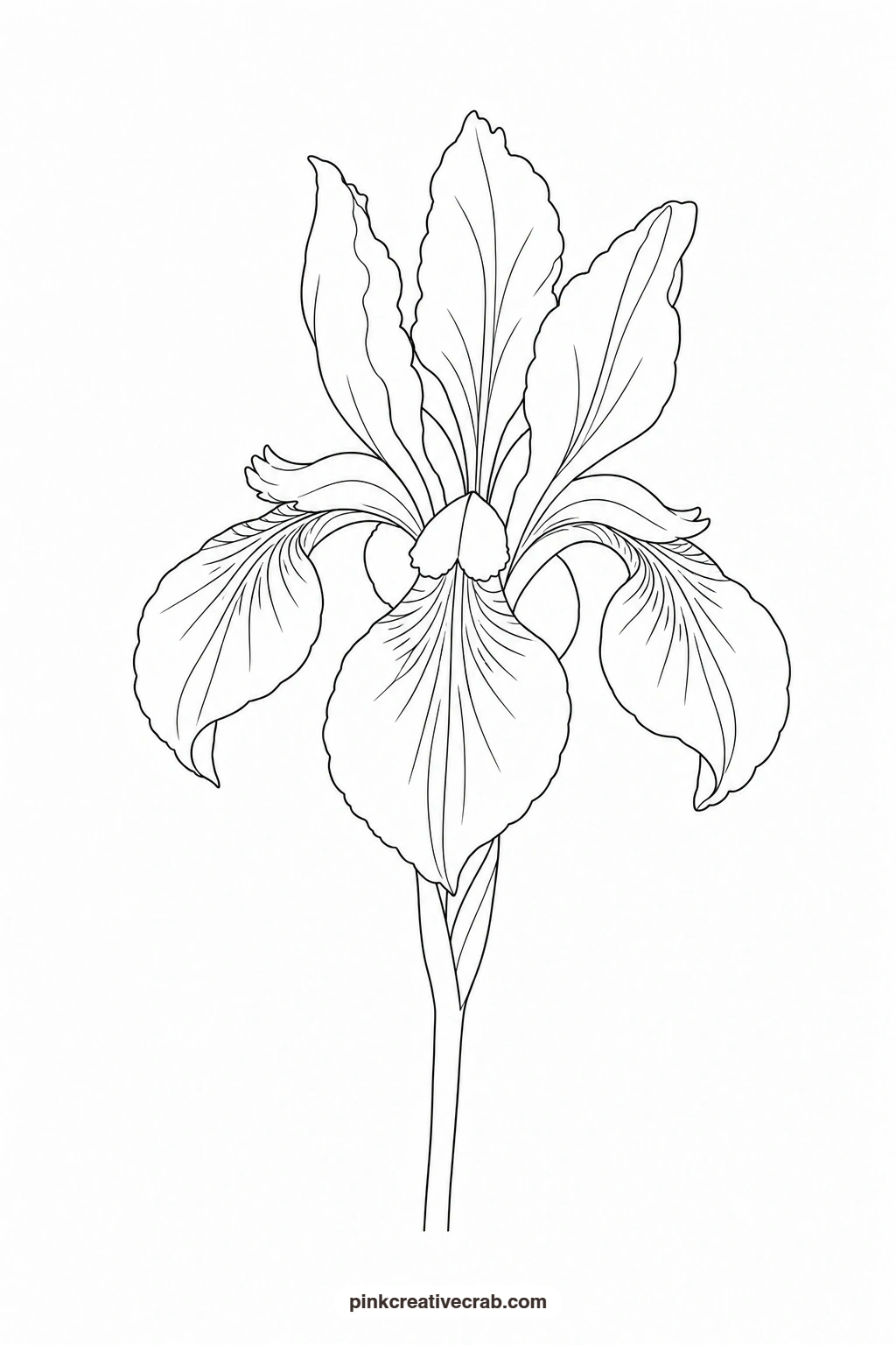 Purple Iris Outline printable page. Watercolor garden paintings