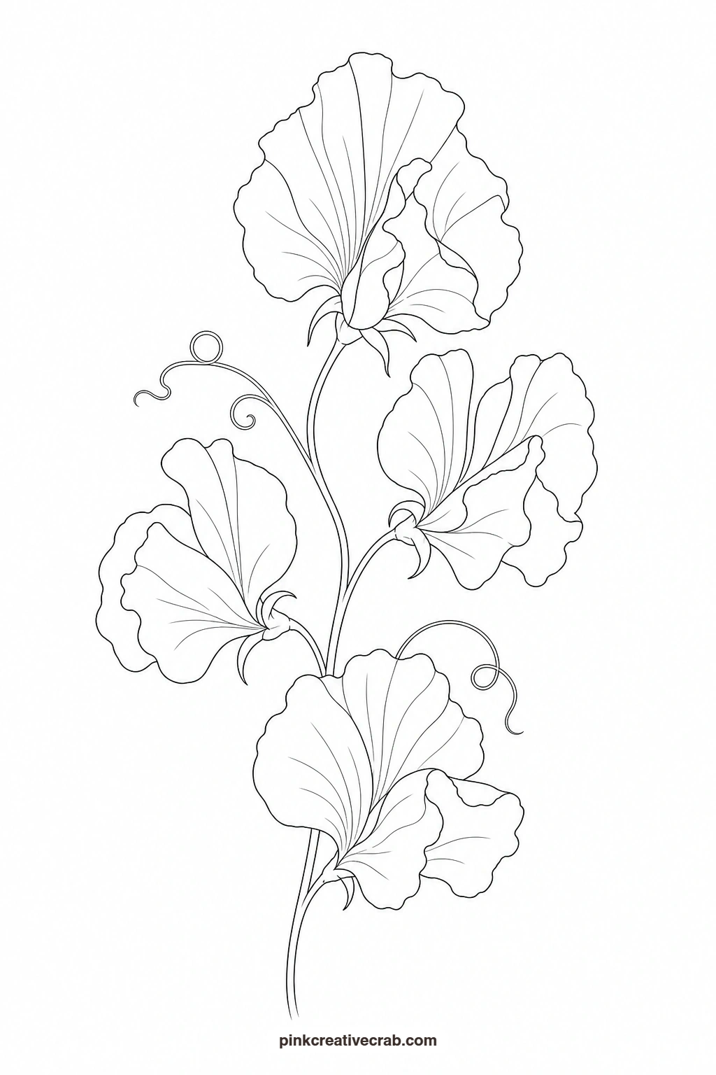 Sweet Pea Stem Outline printable page. Watercolor garden paintings