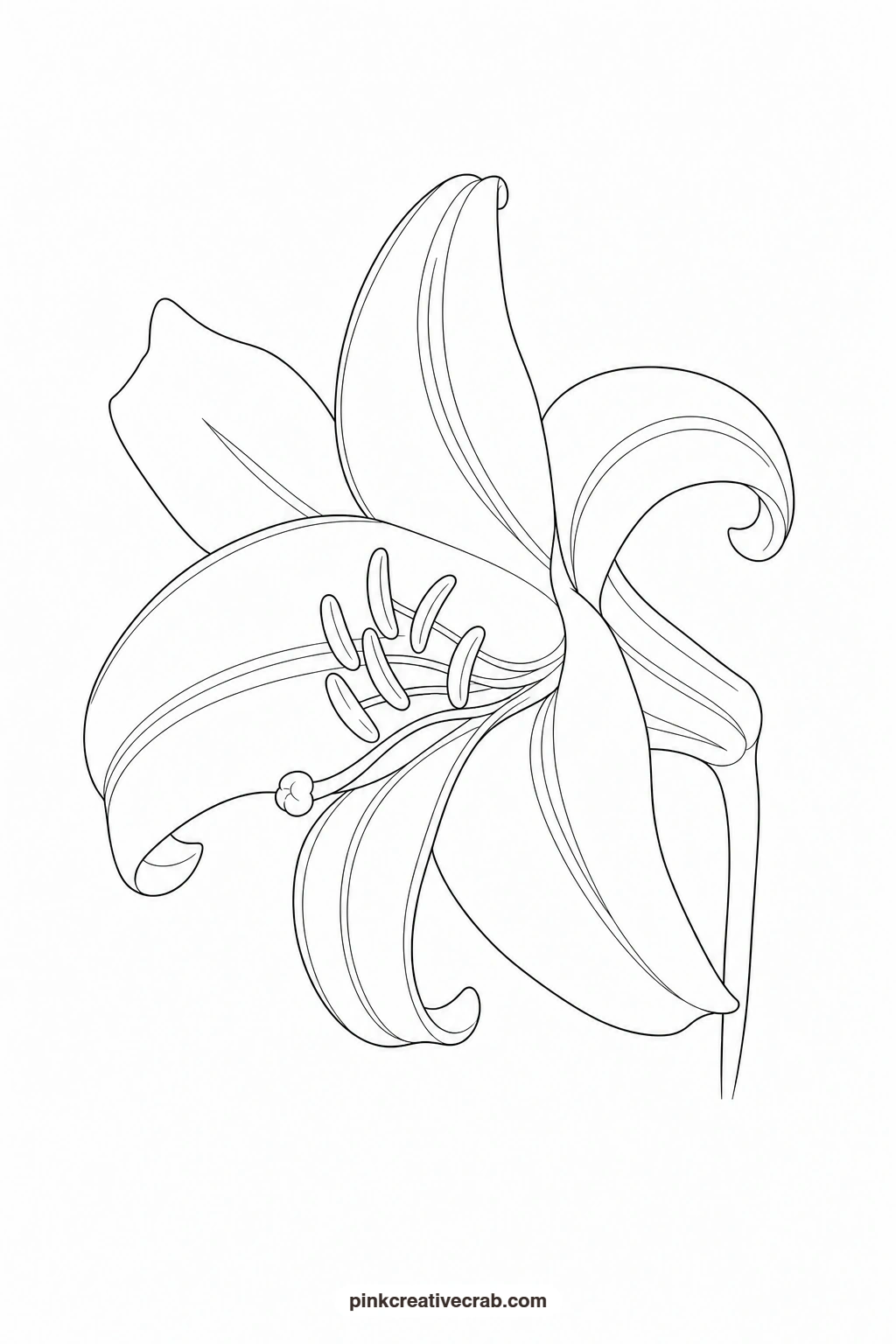 White Lily Outline printable page. Watercolor garden paintings
