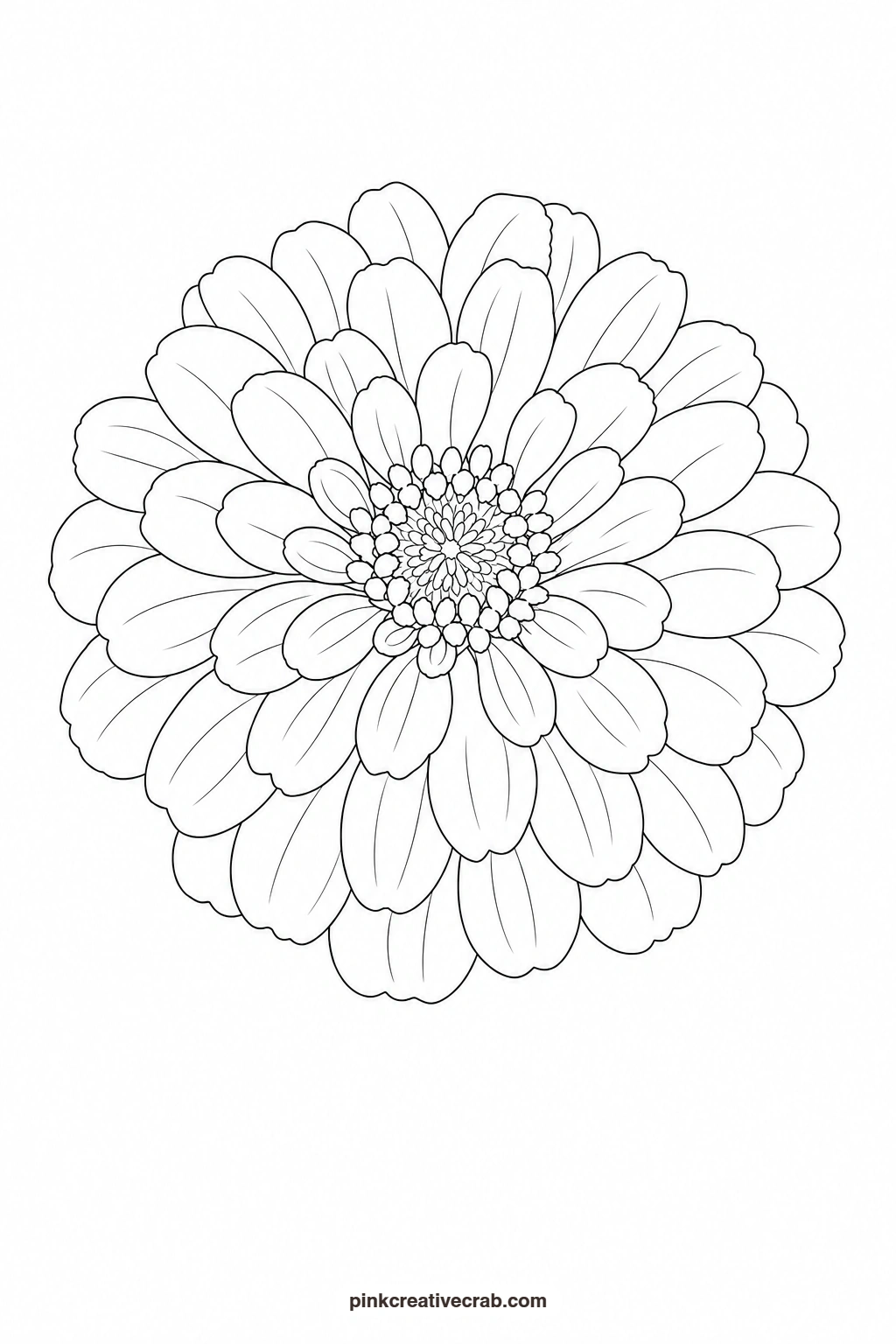 Zinnia Outline printable page. Watercolor garden paintings