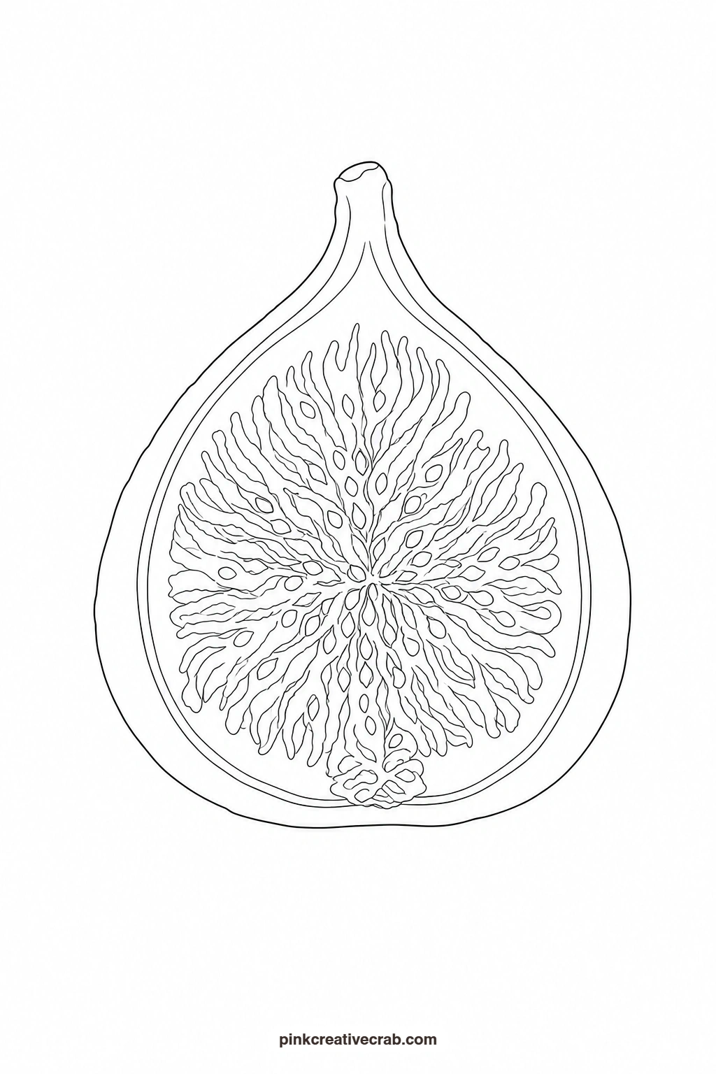 Fig Outline printable page. Watercolor fruit