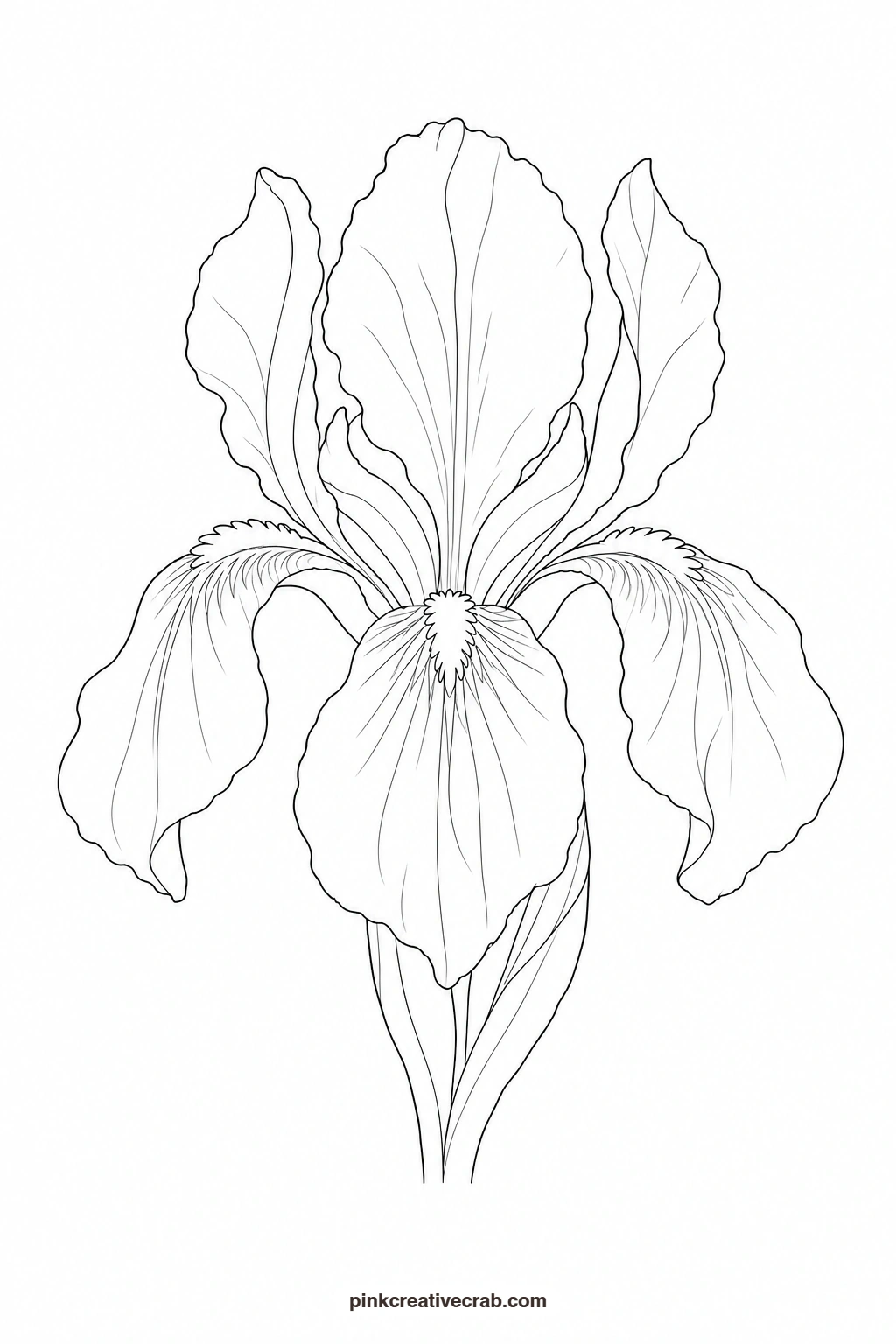 Bearded Iris in Violet Outline printable page. Purple watercolor flowers
