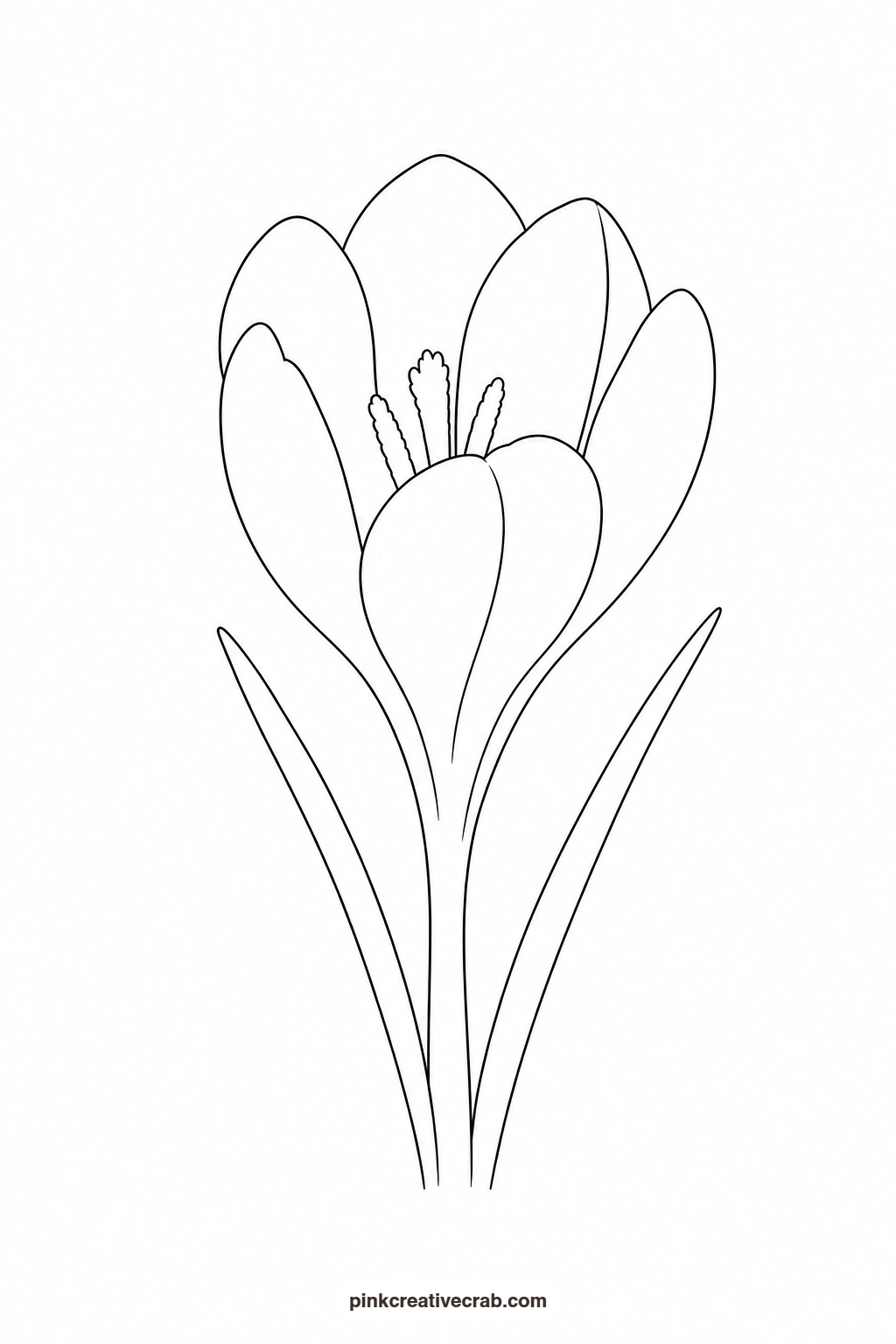 Crocus Outline printable page. Purple watercolor flowers