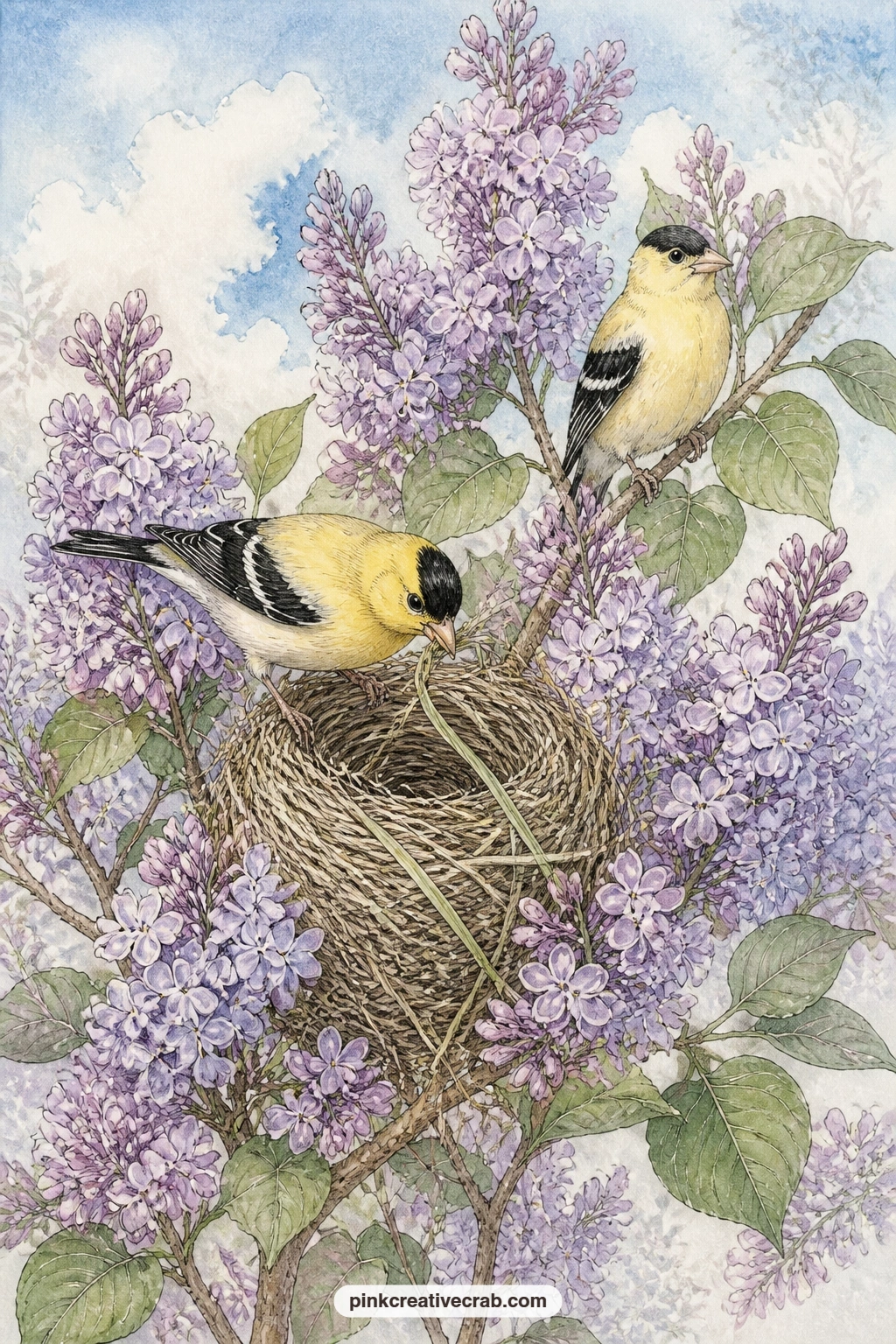 Goldfinch Weaving Nest In Lilac printable page — A goldfinch weaves fine grasses into a half built nest tucked among blooming lilac branches, with a second