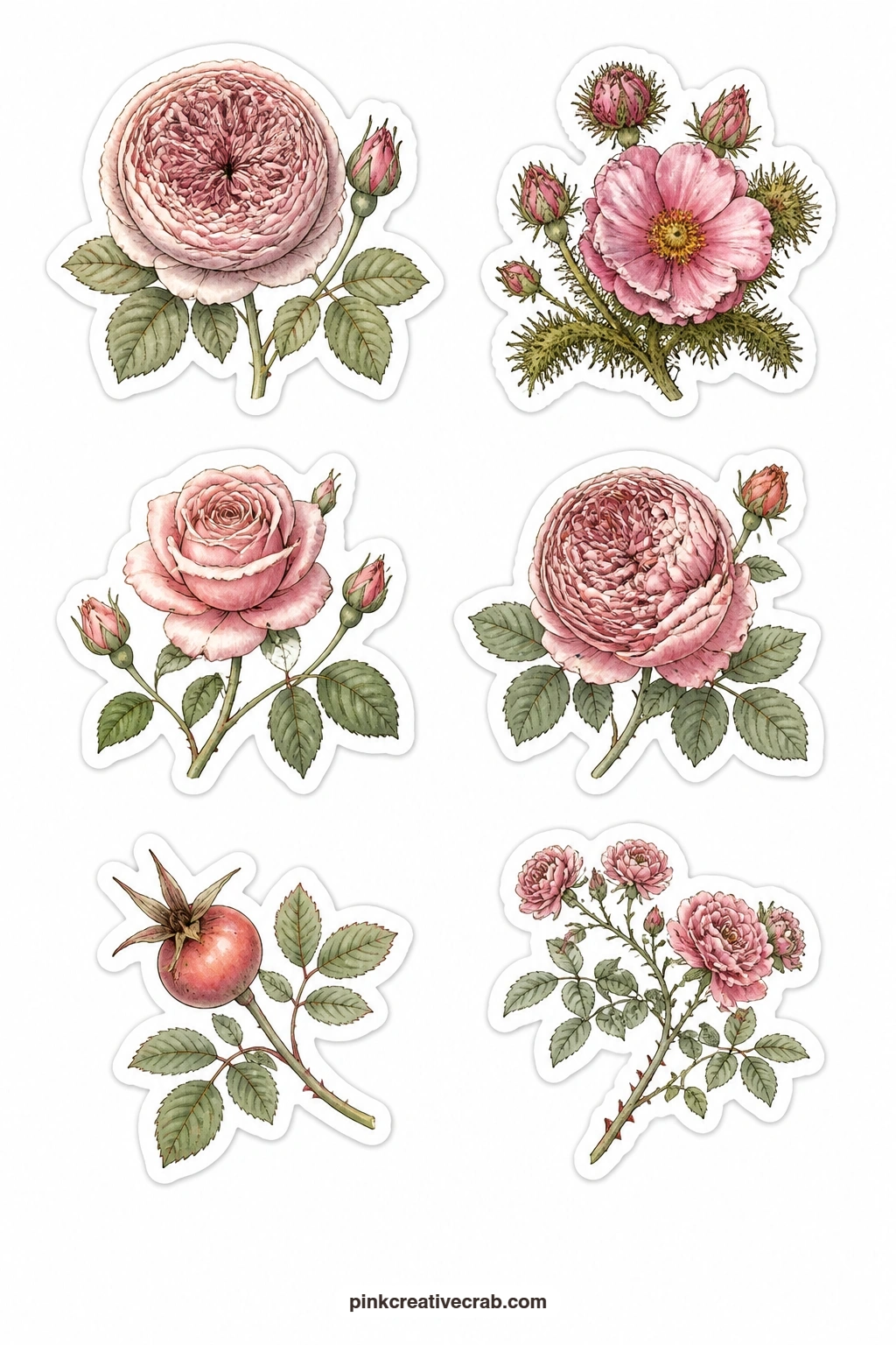 Old Roses Stickers printable page — Six roses from an old cutting garden share this sheet: a full cabbage rose, a mossy moss rose, a slim tea rose, a layered