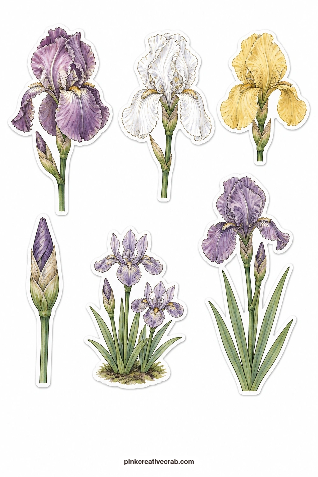 Iris Stickers printable page — A purple iris, a white iris, a yellow iris, an iris bud, a dwarf iris and an iris with its leaves attached round out this sheet