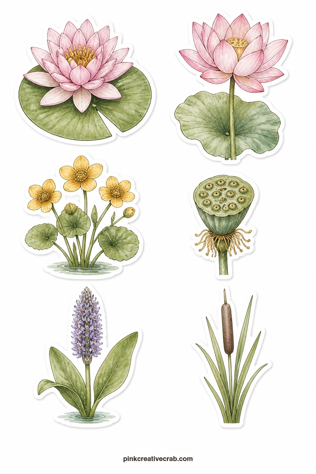 Water Flowers Stickers printable page — A water lily, a lotus, a marsh marigold, a lotus seed pod, a pickerel weed and a cattail bring a pond's worth of plants