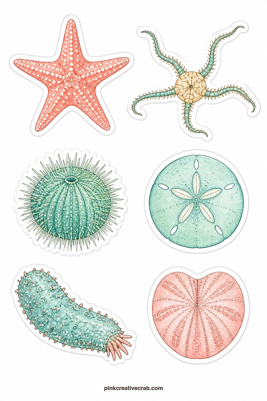 Sea Star and Urchin Stickers printable page — A starfish, a brittle star, a sea urchin, a sand dollar, a sea cucumber and a sea biscuit finish off the reef