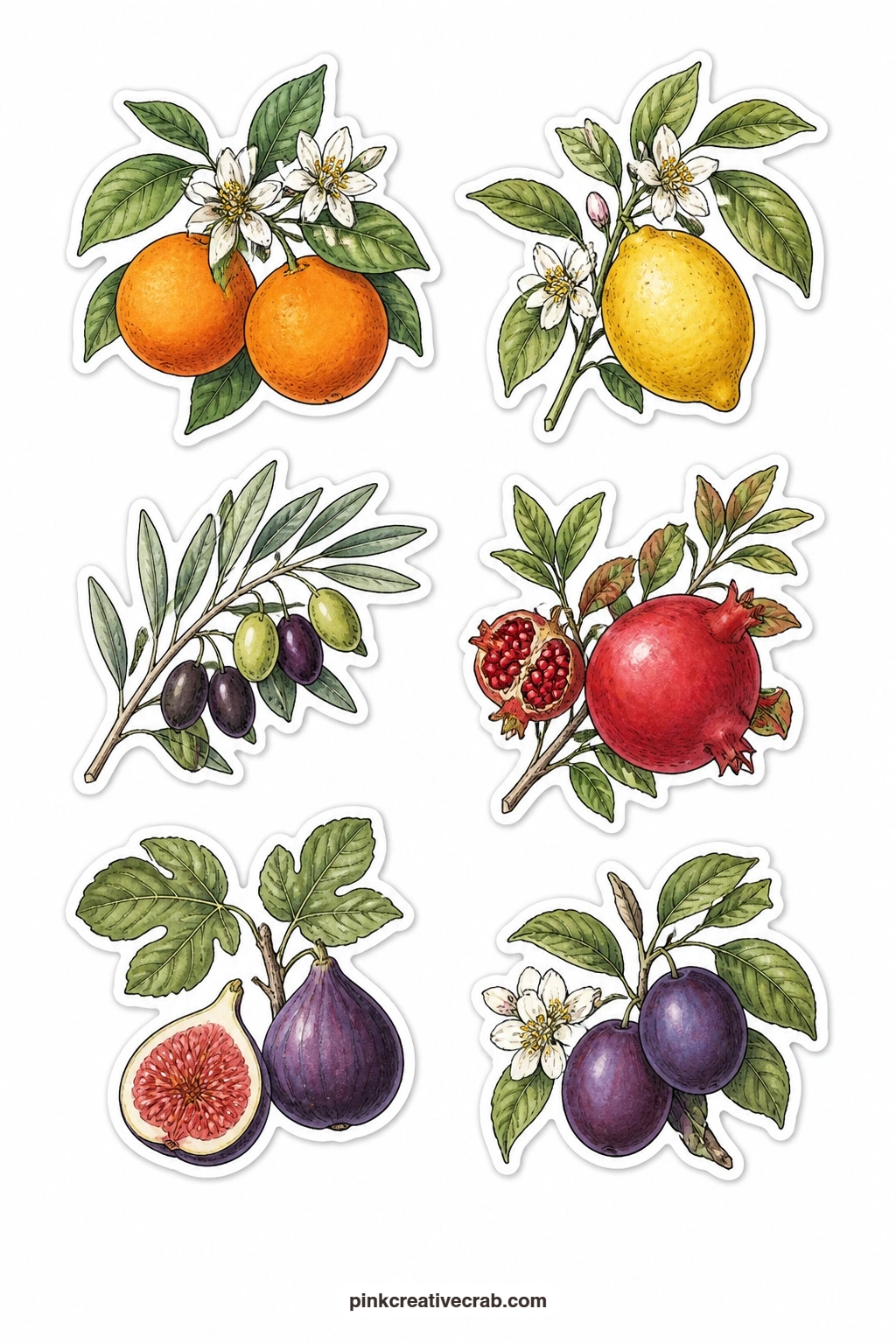 Fruit Branch Stickers printable page — An orange branch with blossoms, a lemon branch, an olive branch, a pomegranate branch, a fig branch and a plum branch