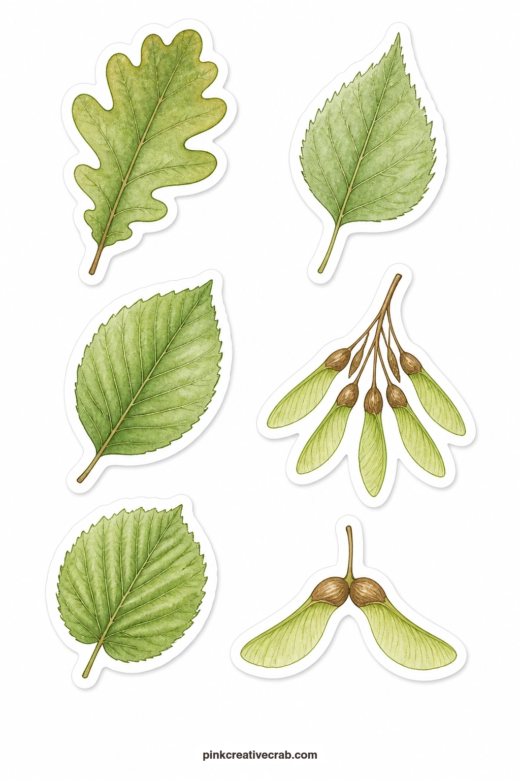 Leaves and Seeds Stickers printable page — Oak leaf, birch leaf, beech leaf, ash key, hazel leaf and sycamore seed fill this sheet, six small botanical shapes
