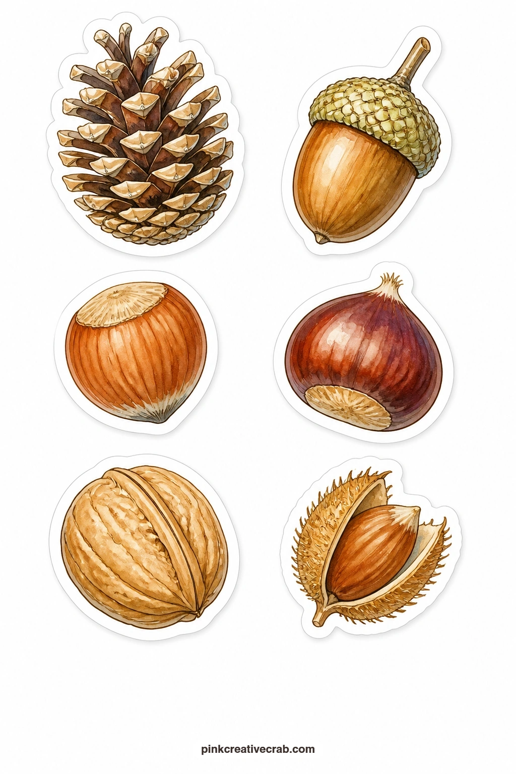Pinecones and Nuts Stickers printable page — A pinecone, an acorn, a hazelnut, a chestnut, a walnut and a beechnut make up this sheet of small woodland finds
