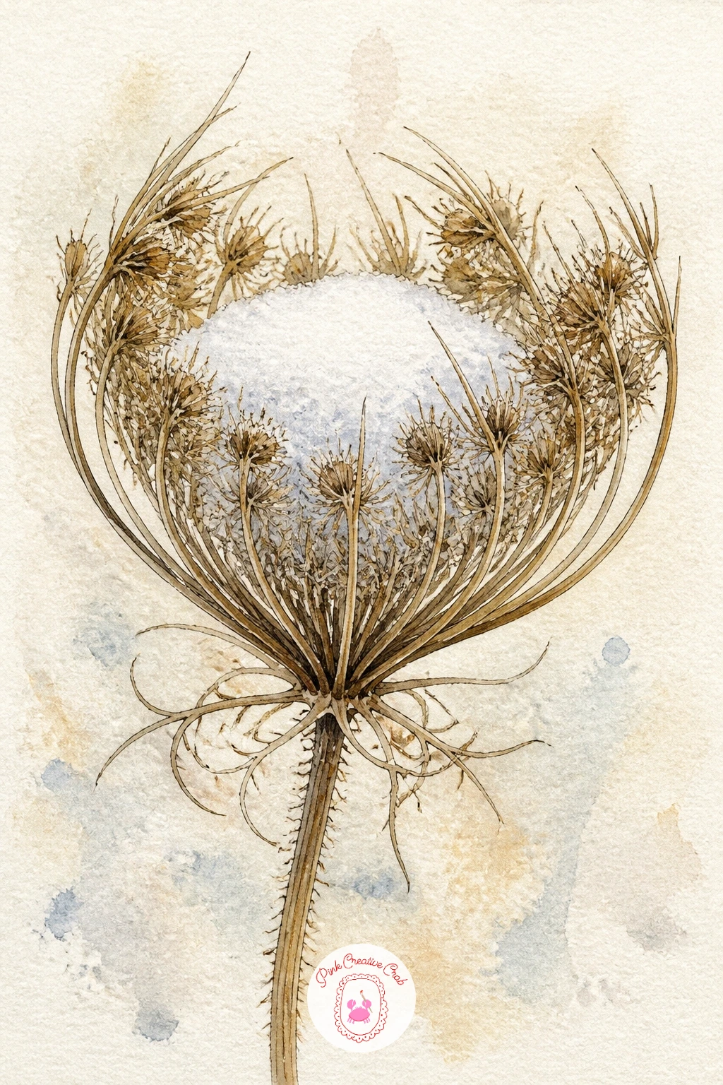 Wild Carrot Seed Head With A Snow Cap — Wild carrot, sometimes called Queen Anne's lace, forms a dried seed head that curls inward like a little nest, and in