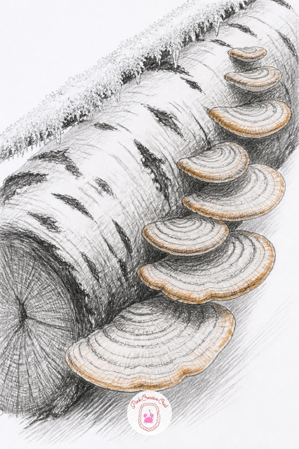 Frosted Bracket Fungi On A Birch Log — Bracket fungi stepping up a fallen birch log makes a nice close, detailed study after some of the wider scenes above.