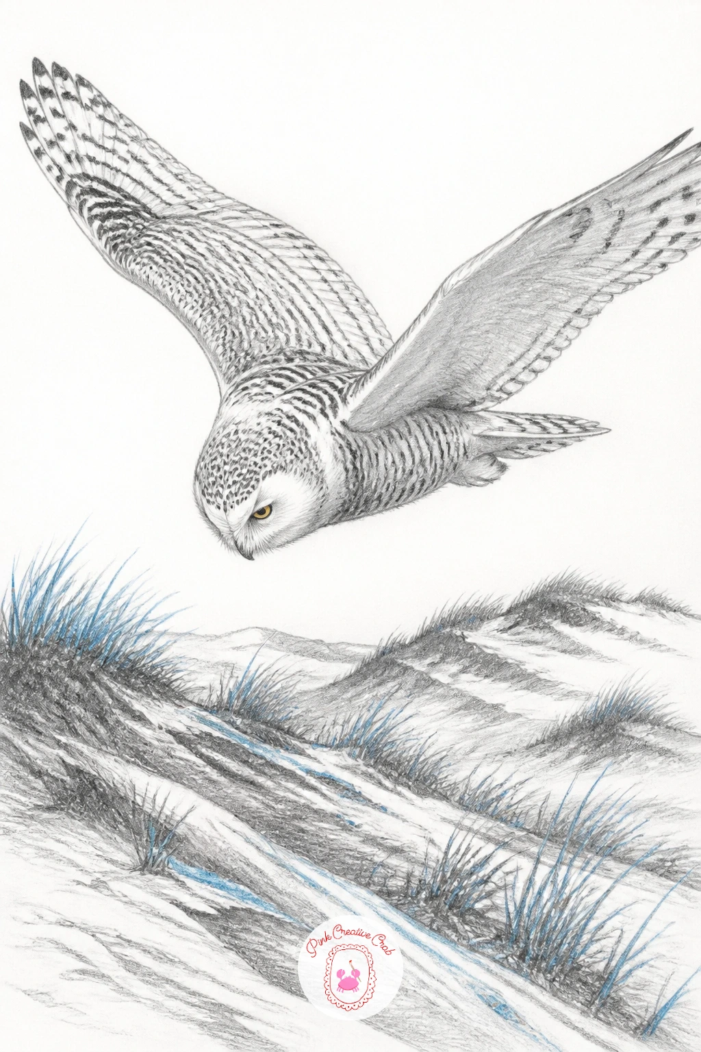 Snowy Owl Hunting Over Snow-Dusted Dunes — Snowy owl hunting over sand dunes dusted with snow is a less expected winter setting that still fits the species